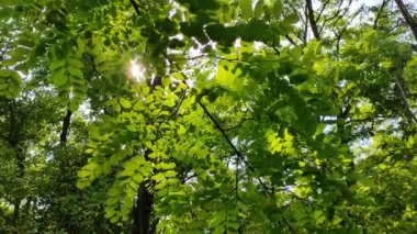 Güneş dalları aydınlatıyor. Yeşil yapraklar ve güneş. akasya ağacı