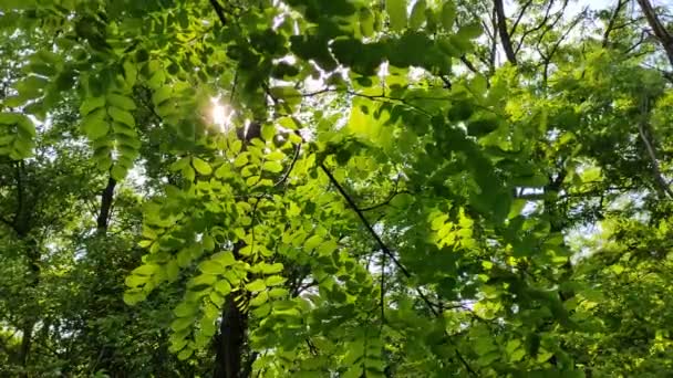 Zonnestralen Door Takken Groene Bladeren Zon Acaciaboom — Stockvideo