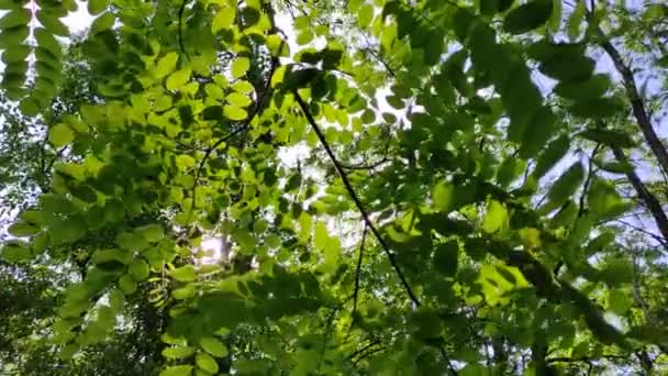Rayos Sol Través Las Ramas Hojas Verdes Sol Acacia — Vídeos de Stock