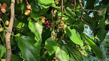 Dut dalları. Dallarda büyük dutlar.