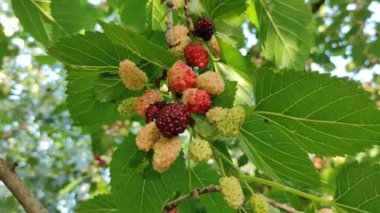 Dut dalları. Dallarda büyük dutlar.