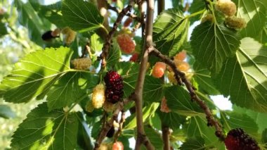 Dut dalları. Dallarda büyük dutlar.