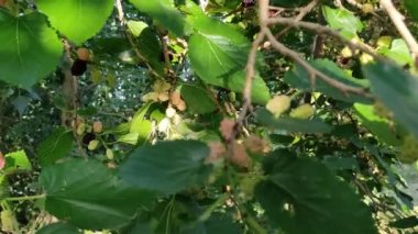 Dut dalları. Dallarda büyük dutlar.