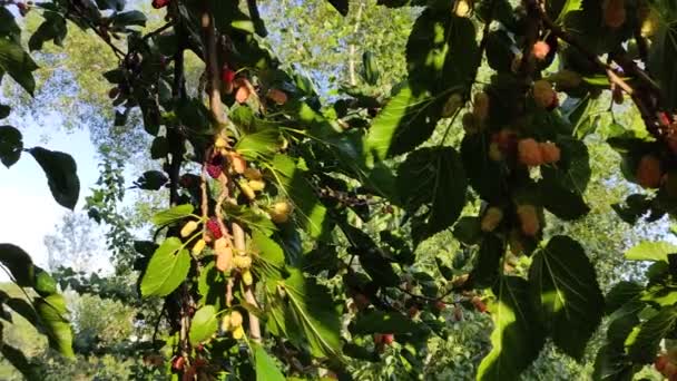 Maulbeerzweige Große Maulbeeren Auf Den Zweigen — Stockvideo