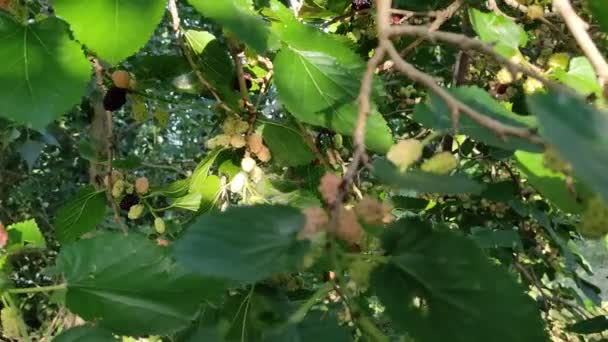 Mulberry Branches Large Mulberries Branches — Stock Video