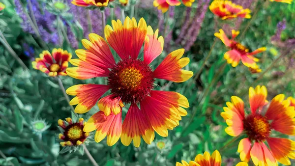 Wunderschöne Gaillardia Blumen Leuchtend Orange Und Gelbe Blütenblätter Sommer Schöne — Stockfoto