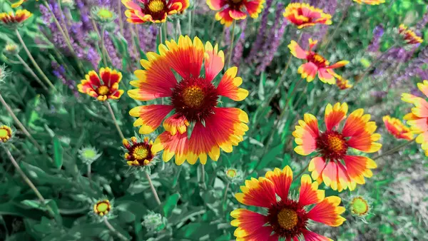 美しいガイヤルディアの花 明るいオレンジと黄色の花弁 夏の美しい野の花 — ストック写真