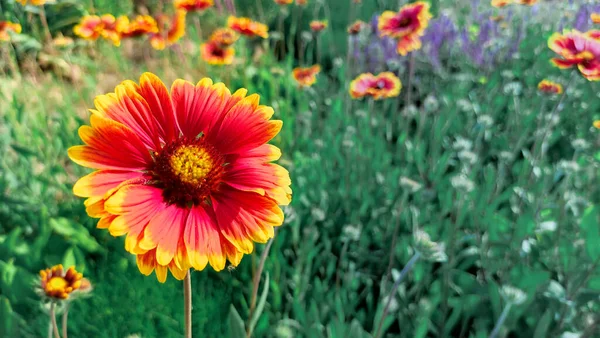 美しいガイヤルディアの花 明るいオレンジと黄色の花弁 夏の美しい野の花 — ストック写真