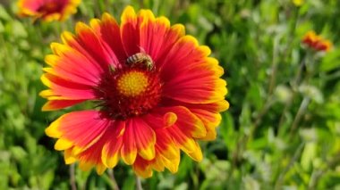 Güzel Gaillardia çiçekleri. parlak turuncu ve sarı yapraklar. Yaz güzel kır çiçekleri