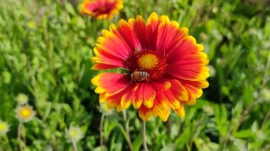 Güzel Gaillardia çiçekleri. parlak turuncu ve sarı yapraklar. Yaz güzel kır çiçekleri