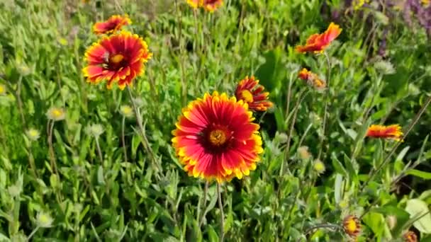 Vackra Gaillardia Blommor Klara Orange Och Gula Kronblad Sommar Vackra — Stockvideo