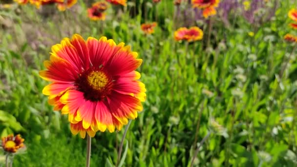 Krásné Květiny Gaillardia Jasně Oranžové Žluté Okvětní Lístky Léto Krásné — Stock video