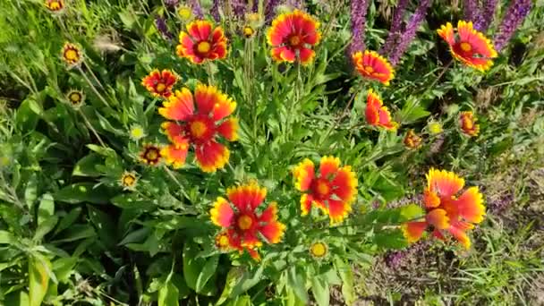 Güzel Gaillardia Çiçekleri Parlak Turuncu Sarı Yapraklar Yaz Güzel Kır — Stok video