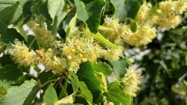 Dallardaki ıhlamur çiçekleri. Linden ağacı.