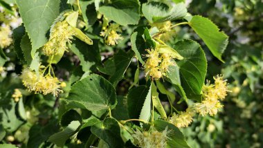 Dallardaki ıhlamur çiçekleri. Linden ağacı.