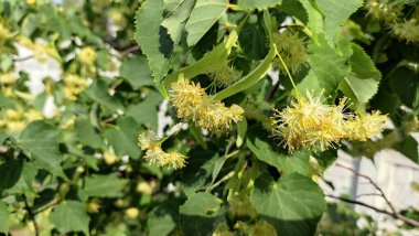 Dallardaki ıhlamur çiçekleri. Linden ağacı.