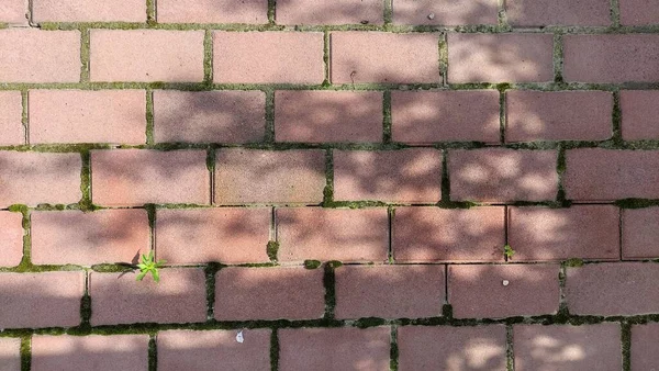 Kırmızı Tuğlalar Yosunlar Tuğlalar Arasında Yosun Kırmızı Tuğla Dokusu — Stok fotoğraf