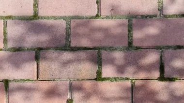 Kırmızı tuğlalar ve yosunlar. Tuğlalar arasında yosun. kırmızı tuğla dokusu