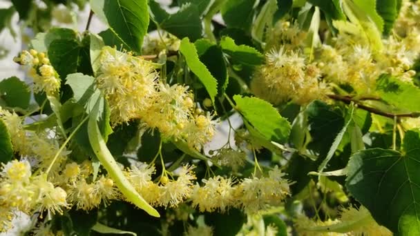 Flores Tilo Las Ramas Árbol Tilo — Vídeos de Stock