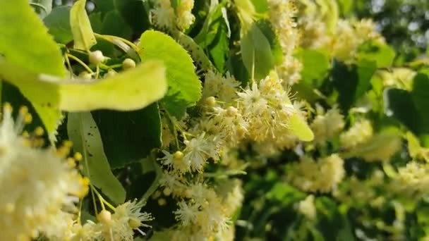 Flores Tilo Las Ramas Árbol Tilo — Vídeo de stock