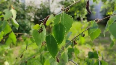 huş yaprağı ve tomurcukları. huş dalları