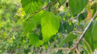 huş yaprağı ve tomurcukları. huş dalları