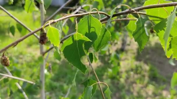 Φύλλα Και Μπουμπούκια Σημύδας Κλαδιά Σημύδας — Αρχείο Βίντεο