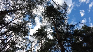 Mavi gökyüzüne ve ağaç dallarına karşı beyaz bulutlar. Ağaçlar ve bulutlar. mavi gökyüzü