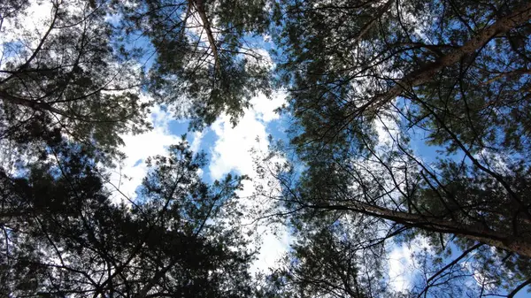 Белые Облака Против Голубого Неба Ветвей Деревьев Деревья Облака Голубое — стоковое фото