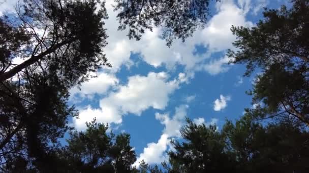 白云映衬着蓝天和树枝 树和云 — 图库视频影像
