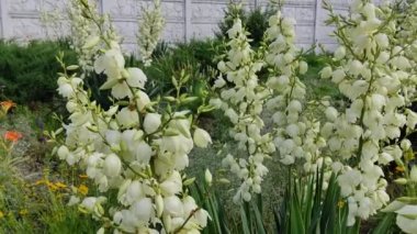 Asclepias syriaca. Aesculapian bitkisi. Süt Çimi. Suriyeli vatochnik