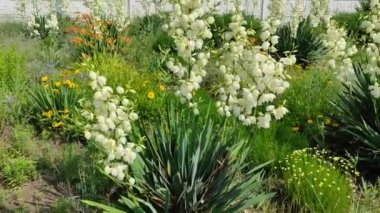 Asclepias syriaca. Aesculapian bitkisi. Süt Çimi. Suriyeli vatochnik