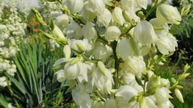 Asclepias syriaca. Aesculapian bitkisi. Süt Çimi. Suriyeli vatochnik