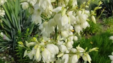 Asclepias syriaca. Aesculapian bitkisi. Süt Çimi. Suriyeli vatochnik