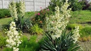 Asclepias syriaca. Aesculapian bitkisi. Süt Çimi. Suriyeli vatochnik
