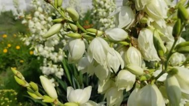Asclepias syriaca. Aesculapian bitkisi. Süt Çimi. Suriyeli vatochnik