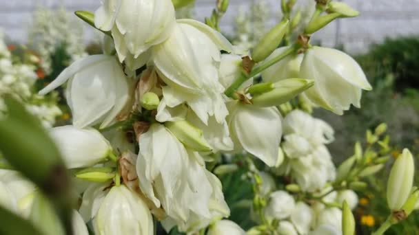 Asclepias Syriaca Aesculapianská Bylina Mléčná Tráva Syrský Vatochnik — Stock video