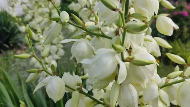 Asclepias Syriaca Äskulapskraut Milchgras Syrischer Watotschnik — Stockvideo