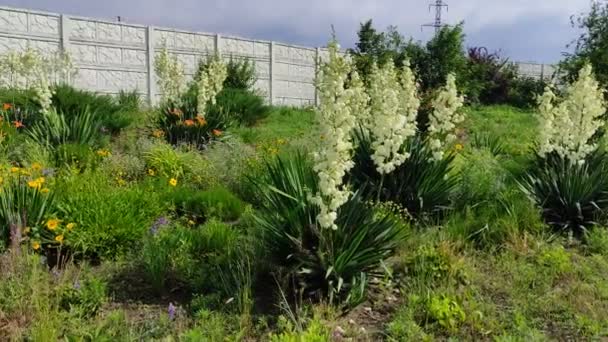 Asclepias Syriaca Aesculapian Bitkisi Süt Çimi Suriyeli Vatochnik — Stok video