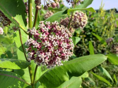 Asclepias syriaca. Aesculapian bitkisi. Süt Çimi. Suriyeli vatochnik