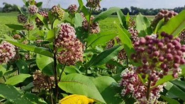 Asclepias syriaca. Aesculapian bitkisi. Süt Çimi. Suriyeli vatochnik