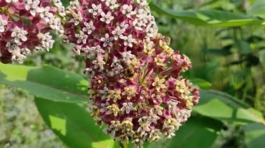 Asclepias syriaca. Aesculapian bitkisi. Süt Çimi. Suriyeli vatochnik