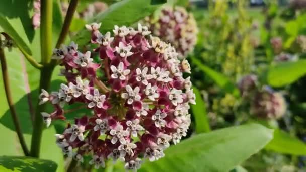 Asclepias Syriaca Äskulapskraut Milchgras Syrischer Watotschnik — Stockvideo