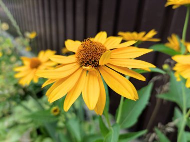 Büyük sarı papatyalar. Çitte güzel çiçekler.