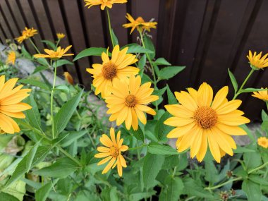 Büyük sarı papatyalar. Çitte güzel çiçekler.