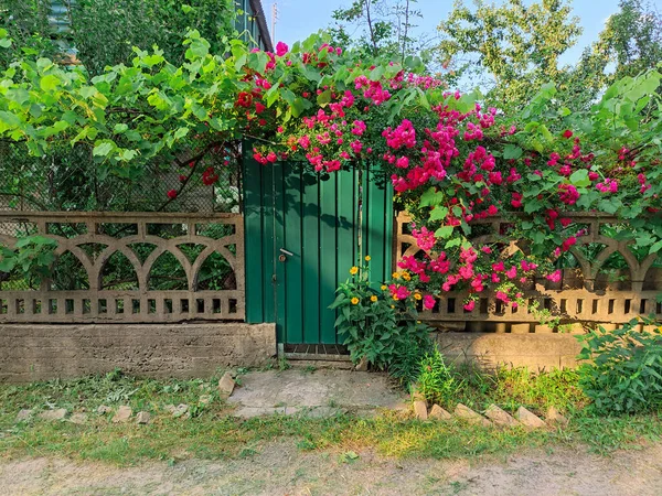 Old Fence House Old Gate House Overgrown Fence Gate — Stock Photo, Image