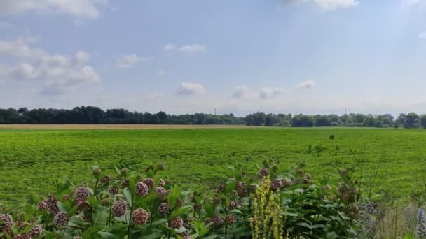 Champ Vert Ciel Nuageux Paysage Avec Ciel Gris Nuages Avant — Video