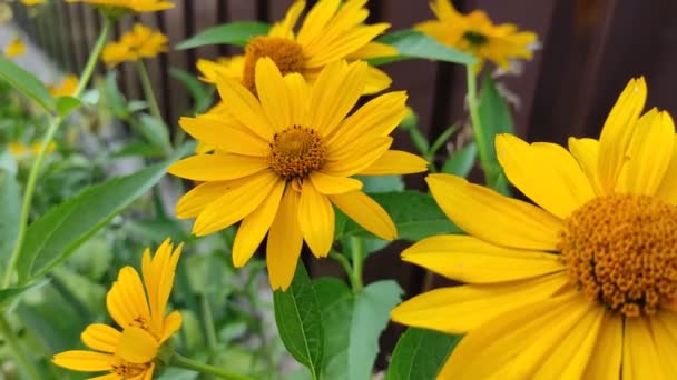 Duże Żółte Stokrotki Piękne Kwiaty Ogrodzeniu — Wideo stockowe