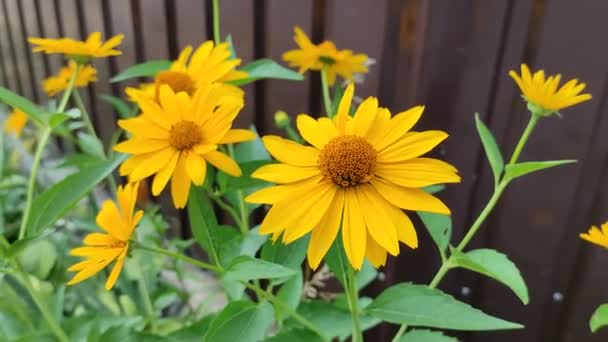 Duże Żółte Stokrotki Piękne Kwiaty Ogrodzeniu — Wideo stockowe