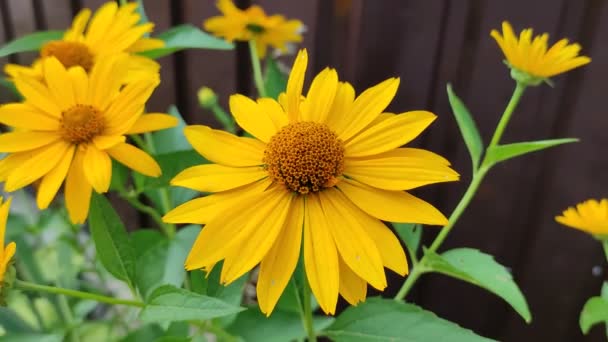 Große Gelbe Gänseblümchen Schöne Blumen Zaun — Stockvideo